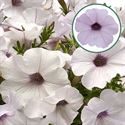 Bild von Petunia P12 Silver